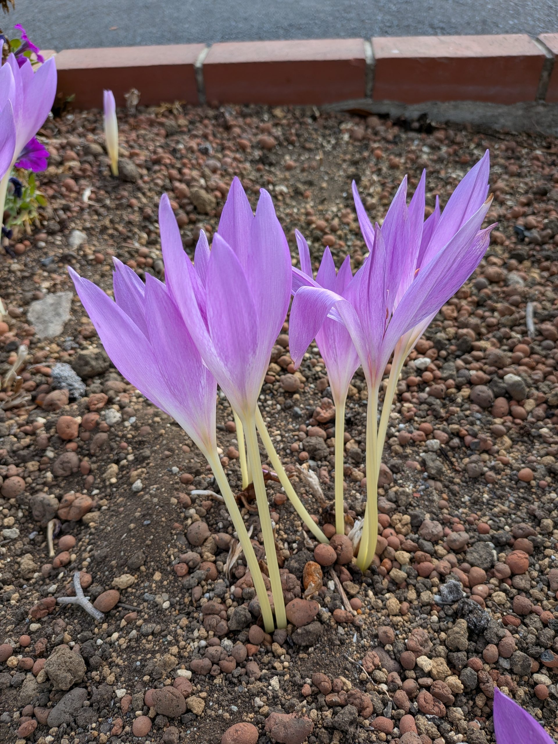 秋が深まってきました(*^-^*)